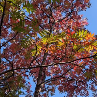10月の紅葉時期にはもう少し赤くなるかな