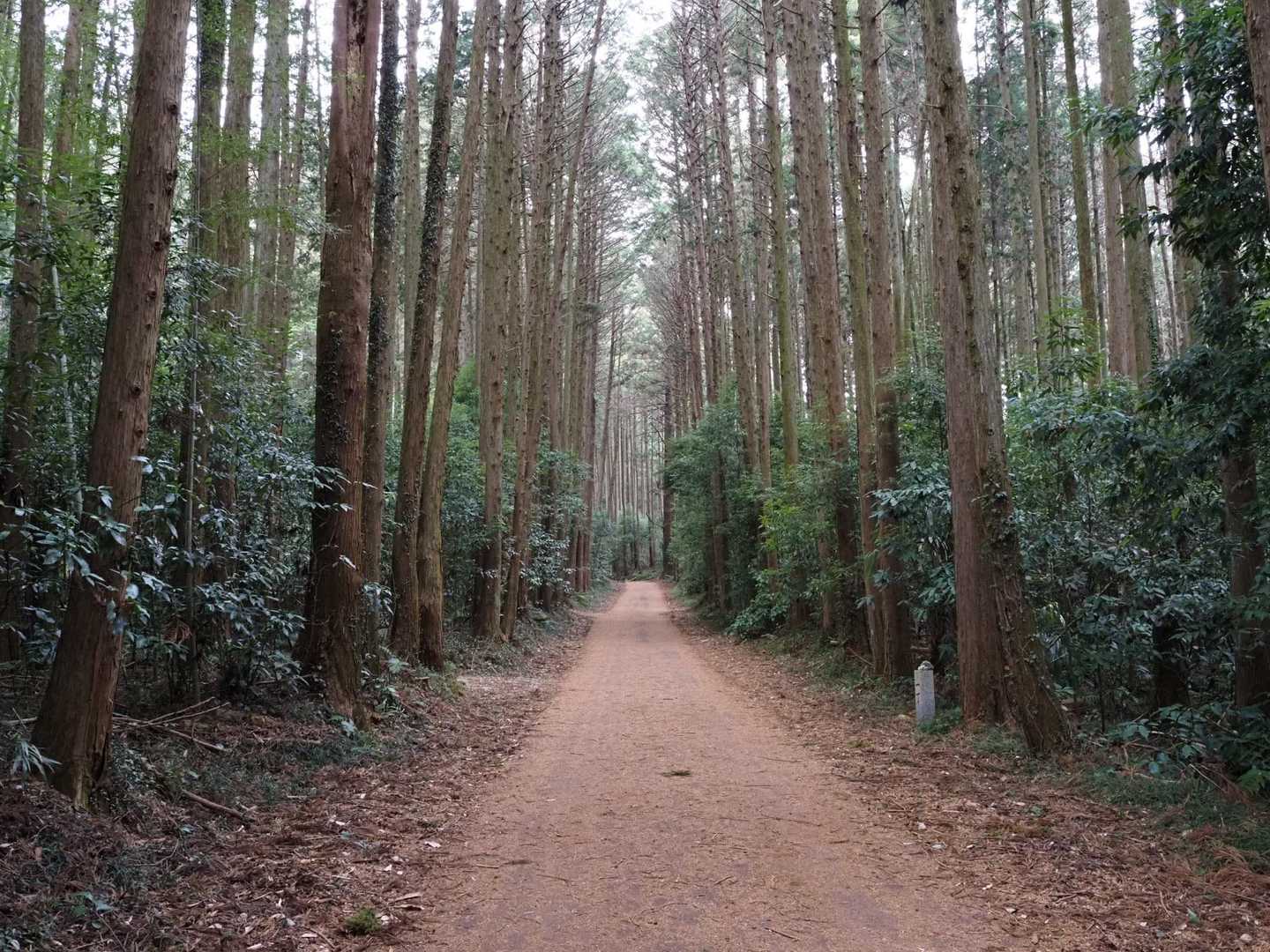 おねがいします！