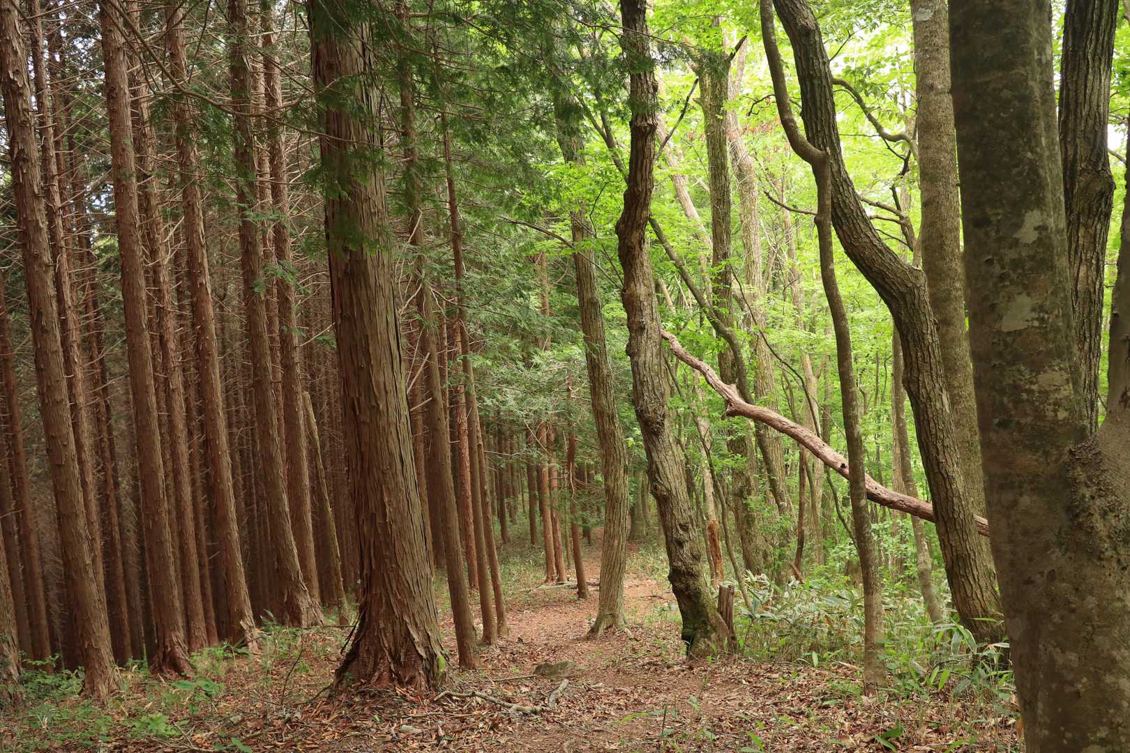 下山は早い