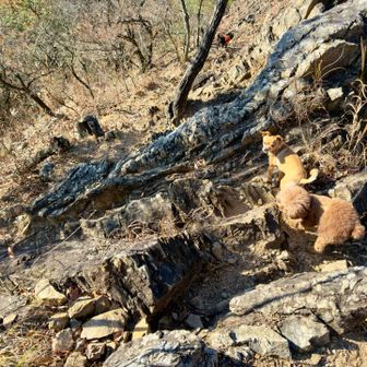 ファイティン🐕
抱っこして〜っぽい視線🐕