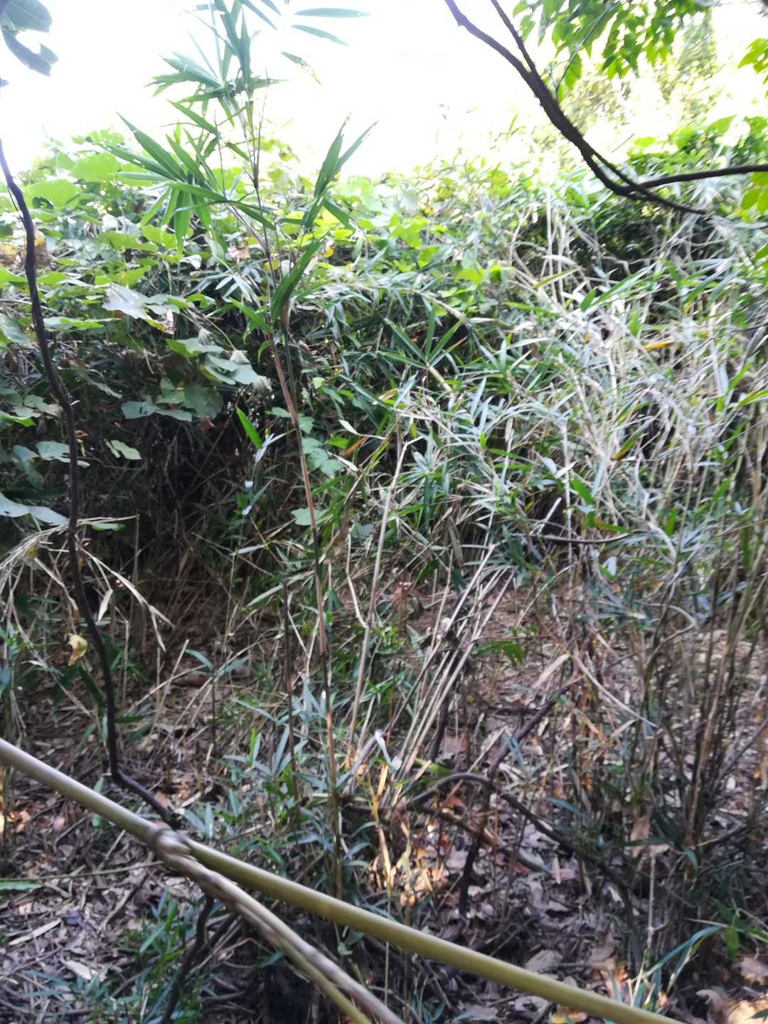 頂上に到着ですが、藪化してて三角点は判りませんでした。🤢（荒れがひどくて歩けず、探す気にもなれませんでした）