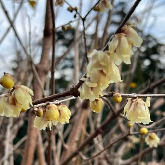 蝋梅？　下向いてる