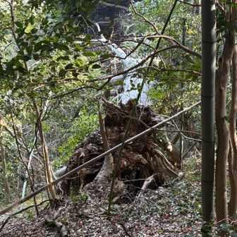 後ろから見た姿