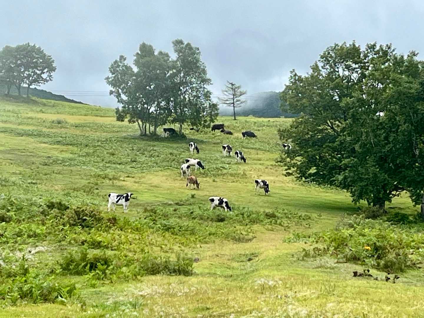 やったー♪放牧されてます🐮