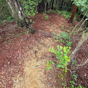 船石登山口へ尾根コースを下って行きます。