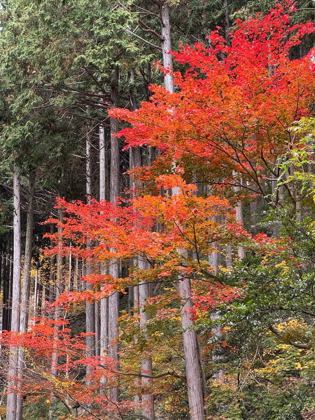 三方山-小倉山-養老山-北尾根P826峰 周回コースの写真