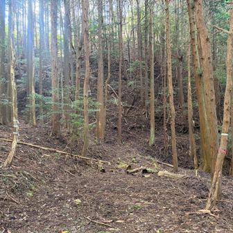 バス停の近くから作業道に入ります