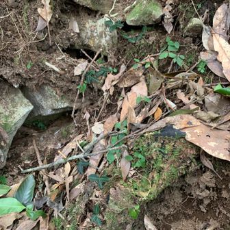 シュスランの🌱がここにも👀