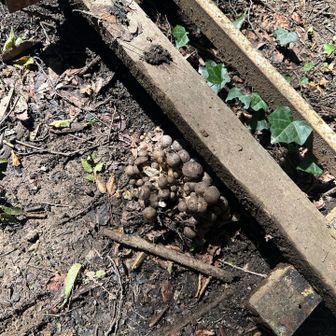 野生のしめじかな？🍄‍🟫