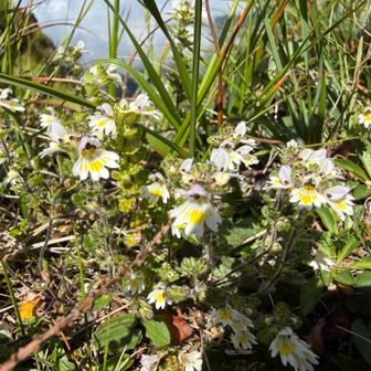 崖っぷちに咲く花🌼ウメバチソウに癒される。
