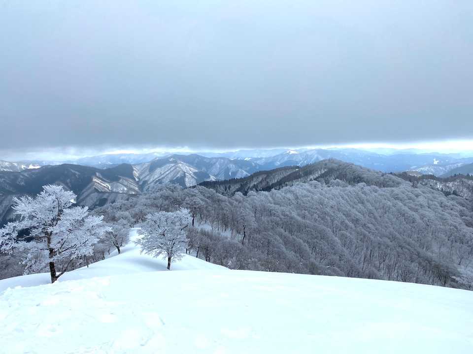 南尾根は霧氷畑、綺麗だ。
この稜線を行くと巨大ブナがあるが体力的にムリ。