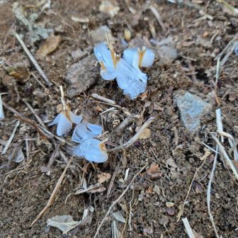 可愛いシモバシラ😋