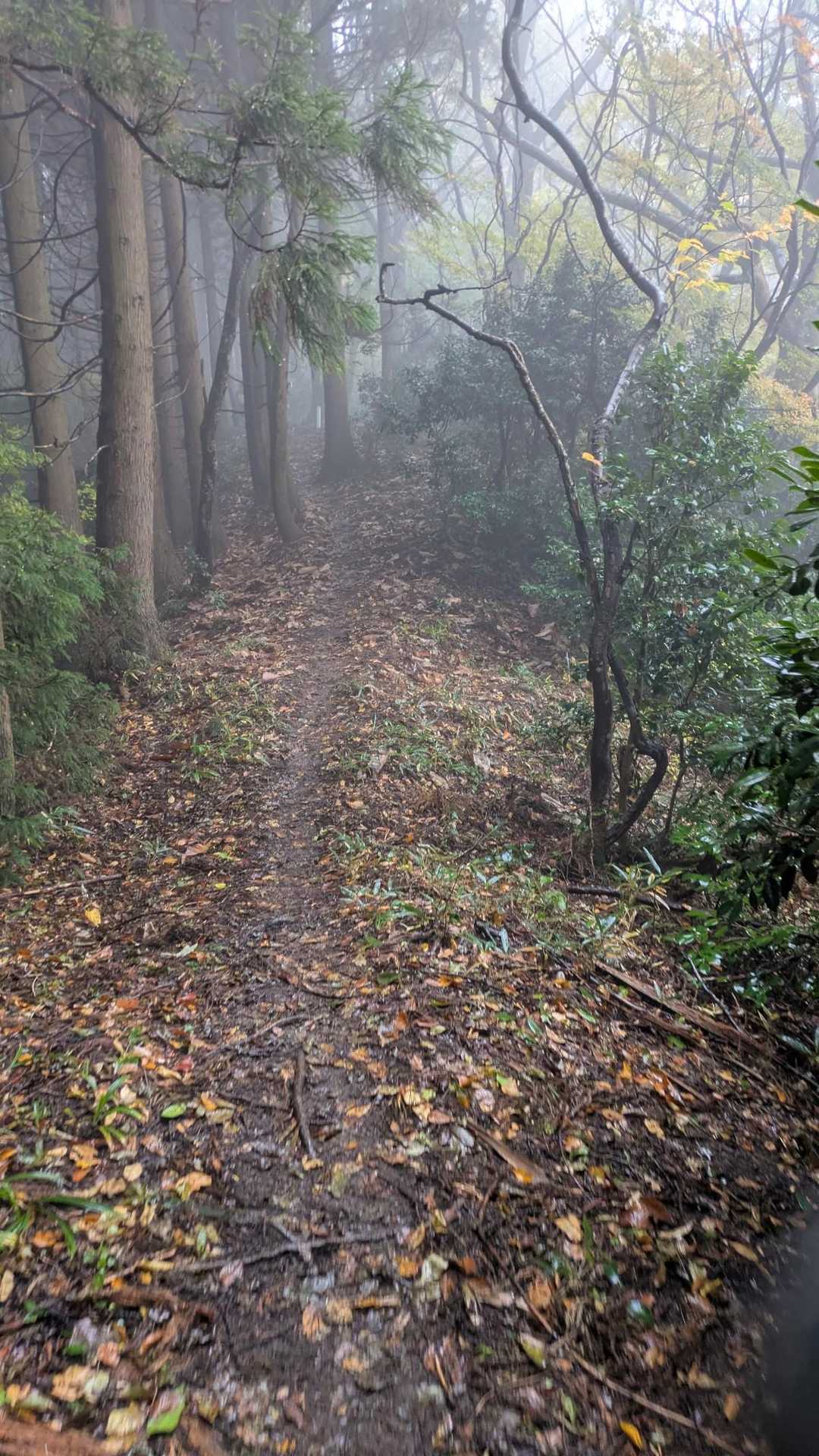雨強くなってガスってきた🤍