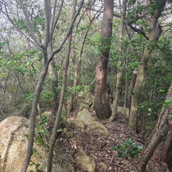 ヒーヒー言いながら、なんとか観音山へ登りましたが、山頂の表示発見できませんでした。