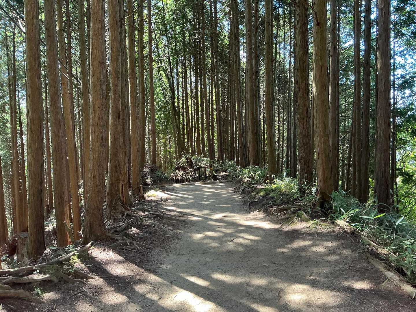 階段ばかりではなく尾根歩きもありました。

でも、ほぼ階段(￣▽￣;)
