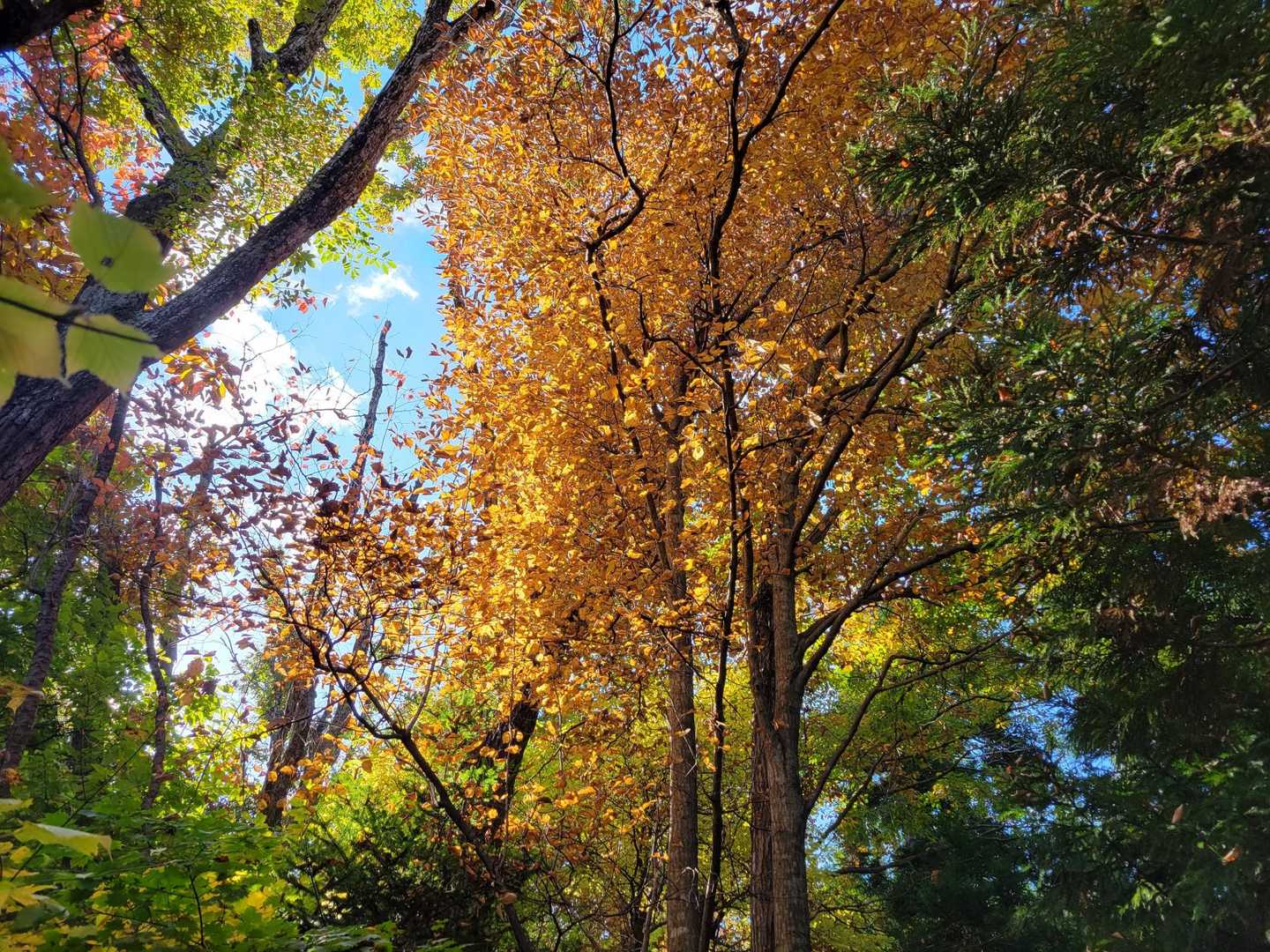 西風蕃山 往復コースの写真
