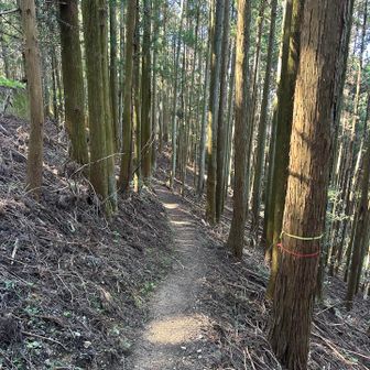 下りは歩きやすい道も多かった🚶‍♀️