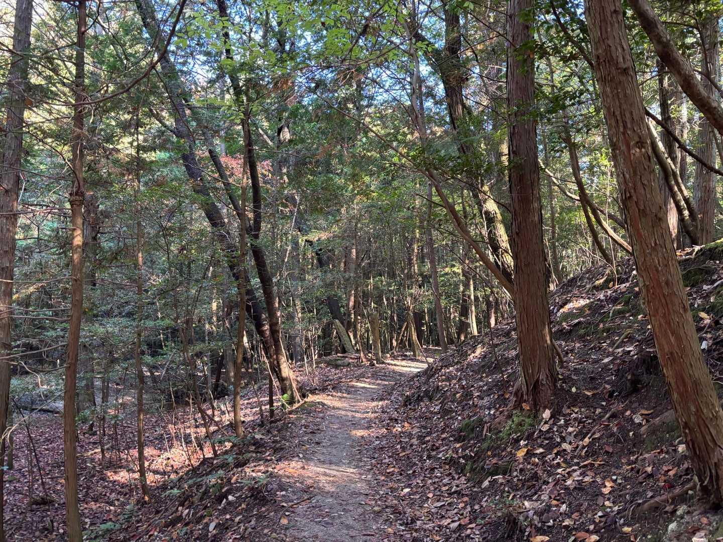 登山口からすぐはとっても歩きやすい道🚶‍♀️
天気もいいし気持ちいい〜😊