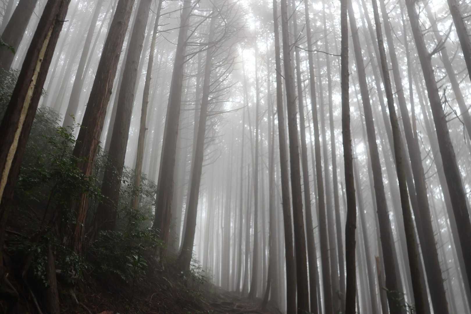 幻想的✨