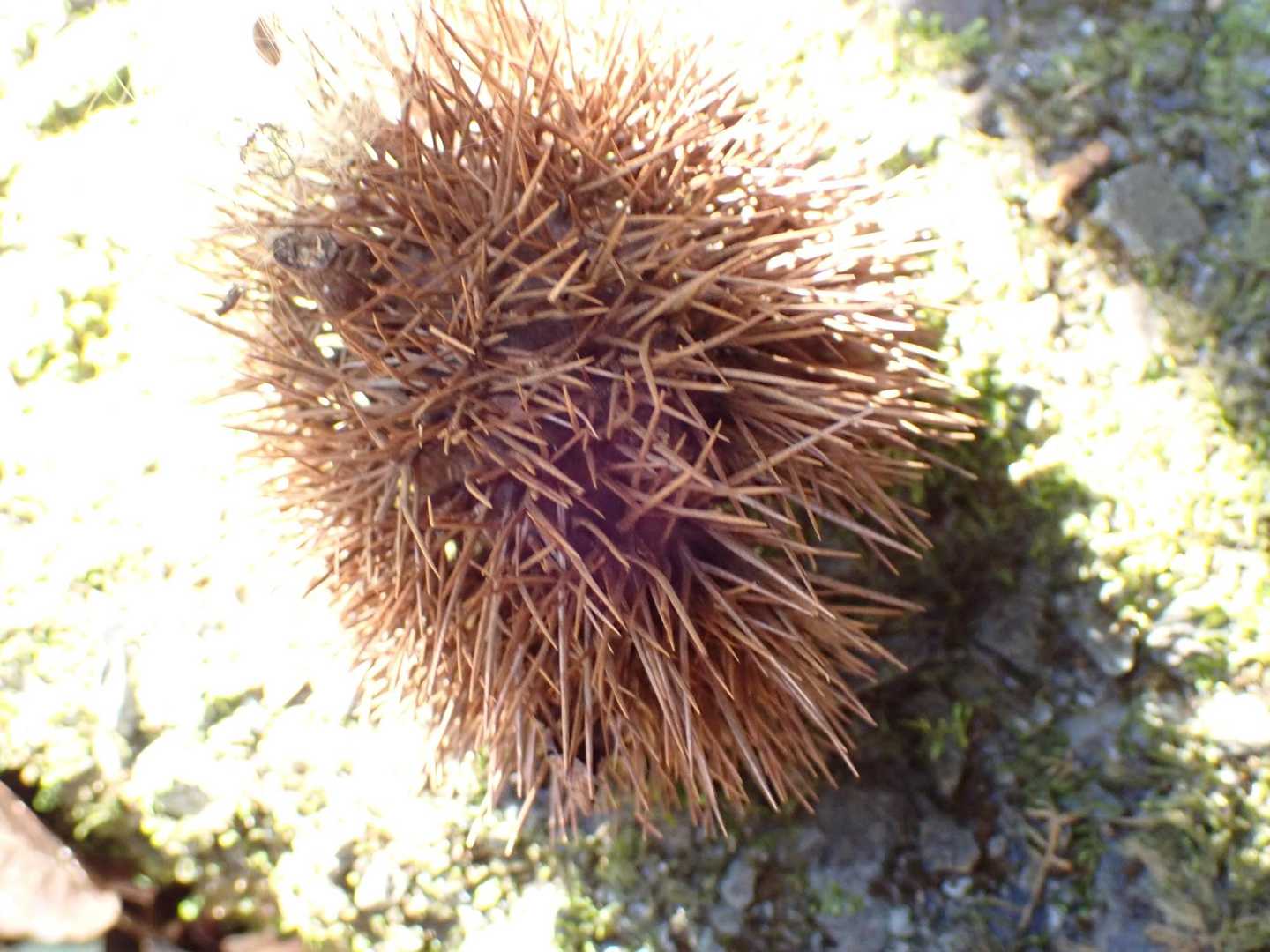 森にウニが落ちてる