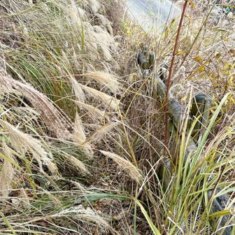 登山口直前でススキの藪漕ぎ🌾🌾