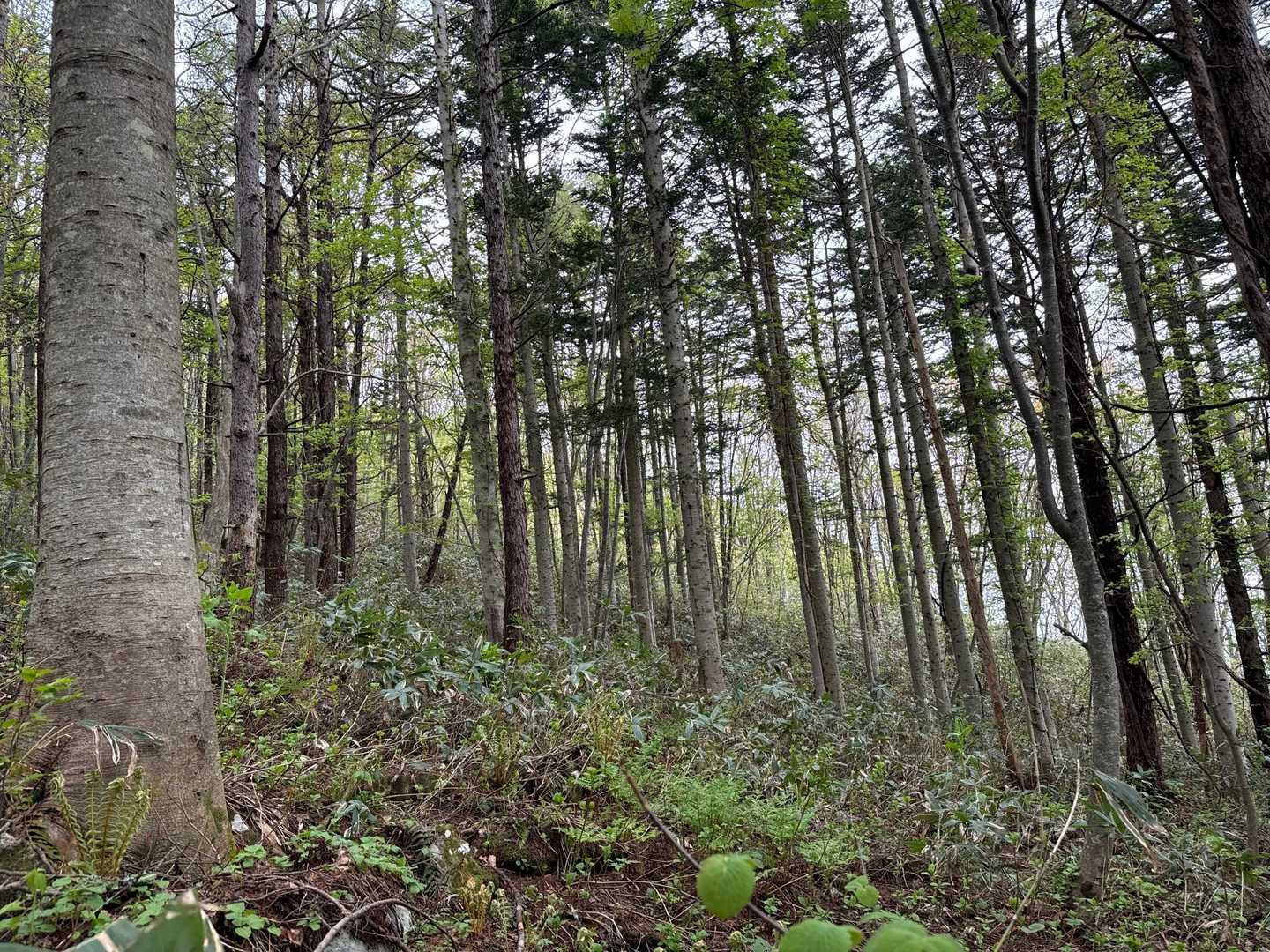 トド松林🌲美しい！