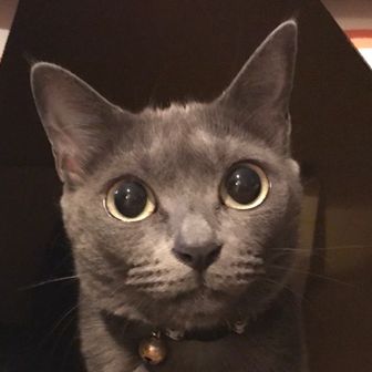 Meeya