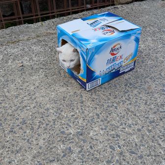 ぴえんたぴえん