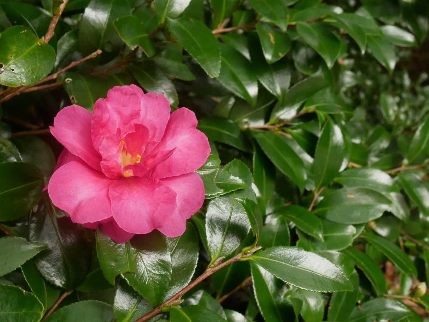 綺麗な色😍