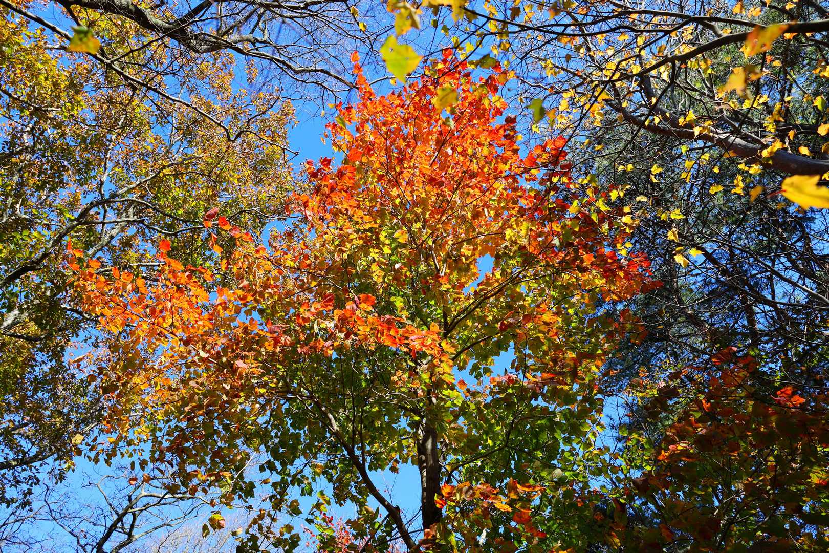 紅葉の残花
虹色だぁ