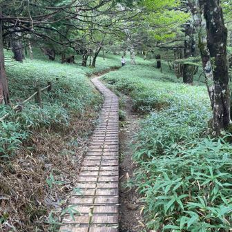 歩きやすく整備されています