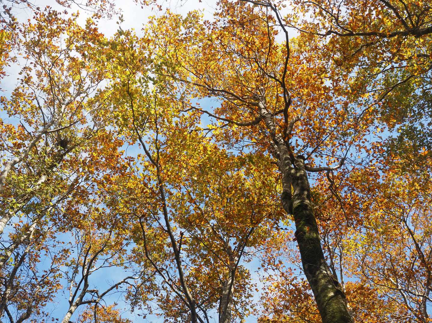 県境コースがブナ紅葉の見頃🥰