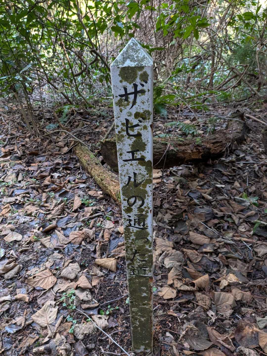 ザビエルの道　だって