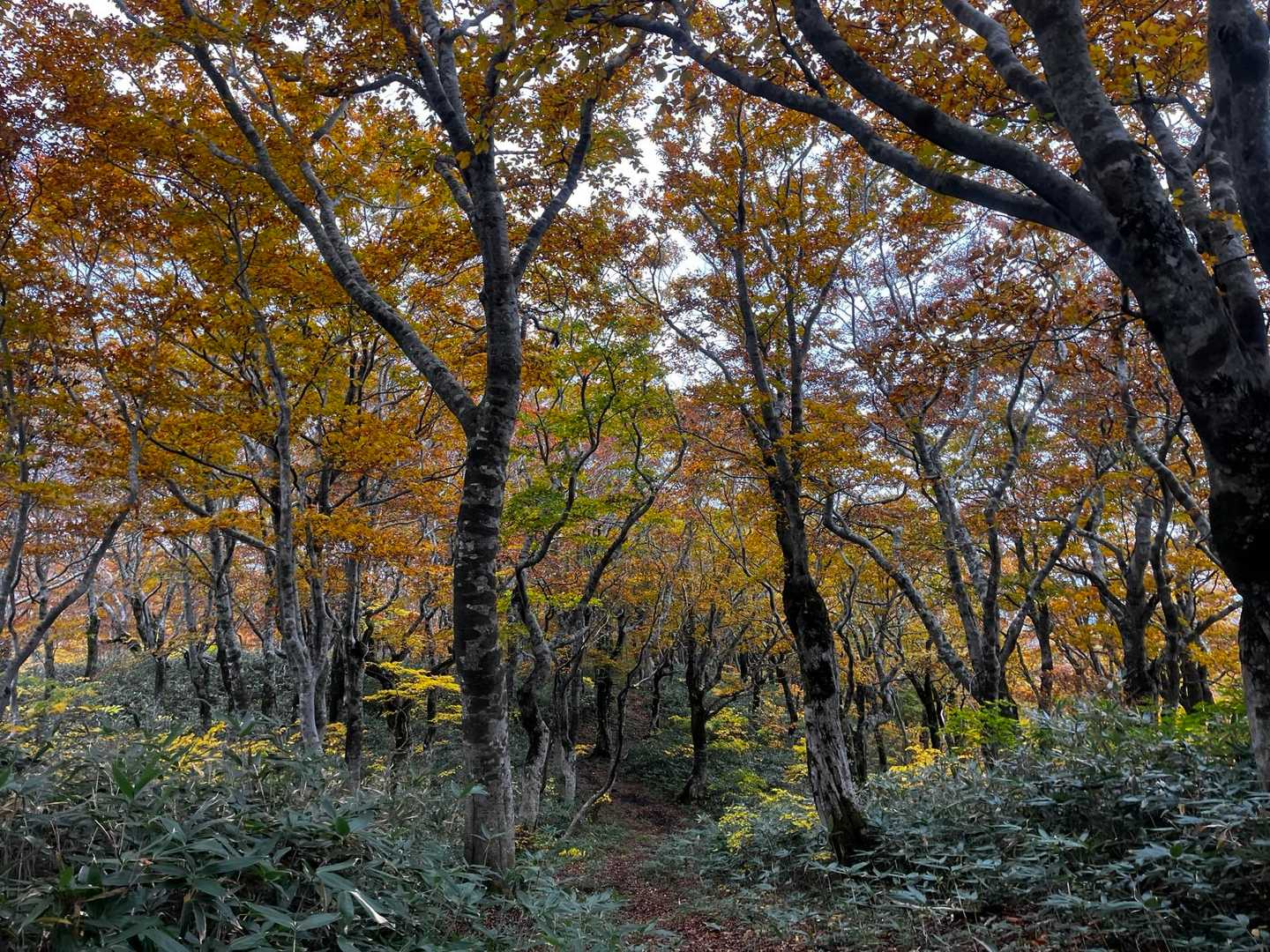 ブナの紅葉トンネル。
