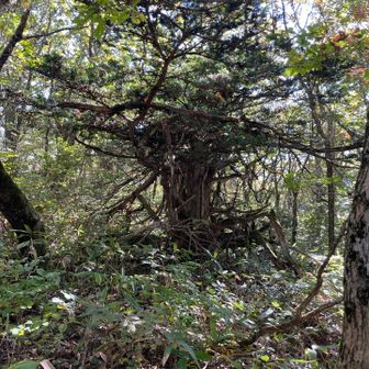 こんな感じのモンスターがドラクエにいたような…