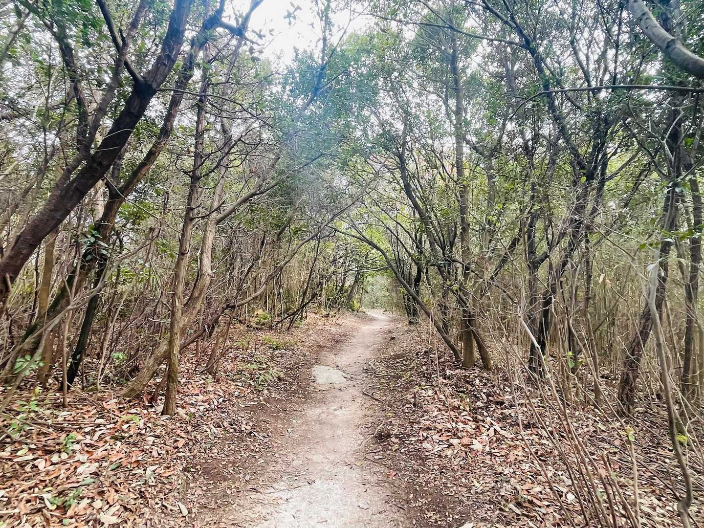 歩きやすい道が続きます🥾
葉のざわめきが、道案内みたいに寄り添ってくれました🍂