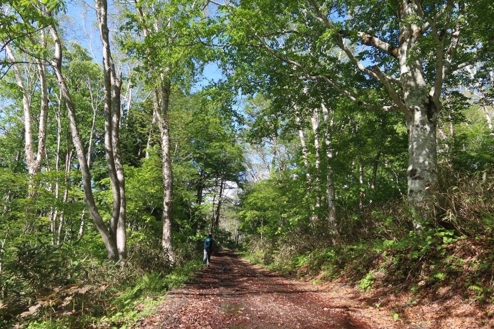 登山口～キャンプ場までの林道。