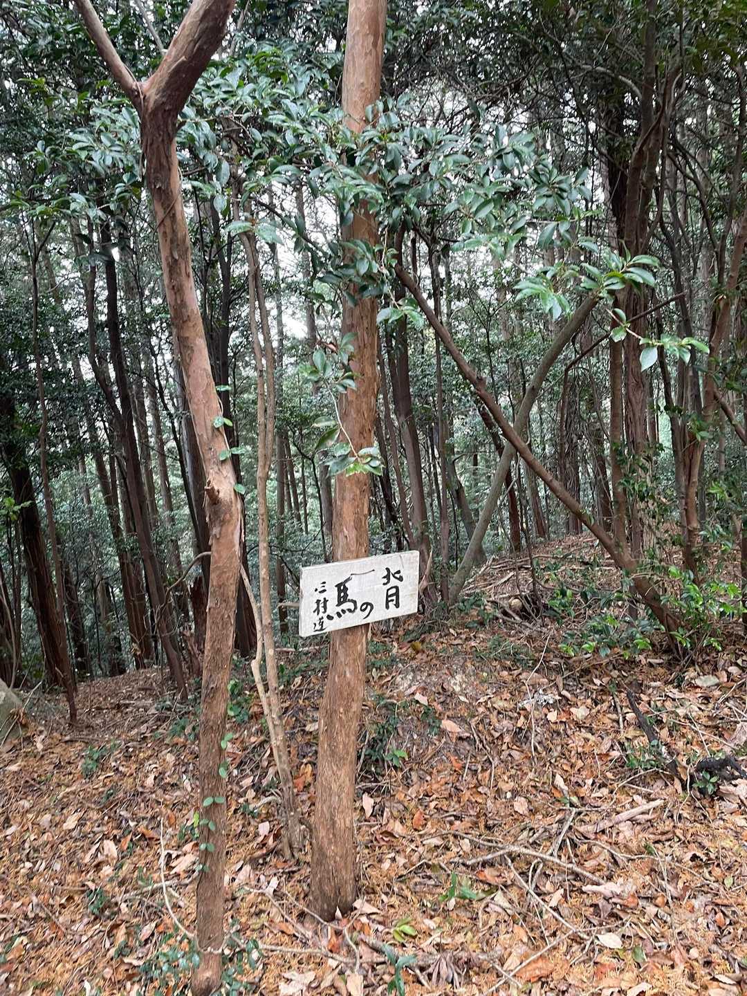 京ヶ峯 周回コースの写真
