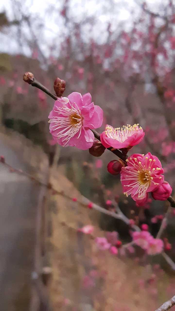 紅梅