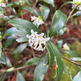 コショウノキ(ジンチョウゲ科)？
葉が虫食いだらけ
何の虫に食われたのか？