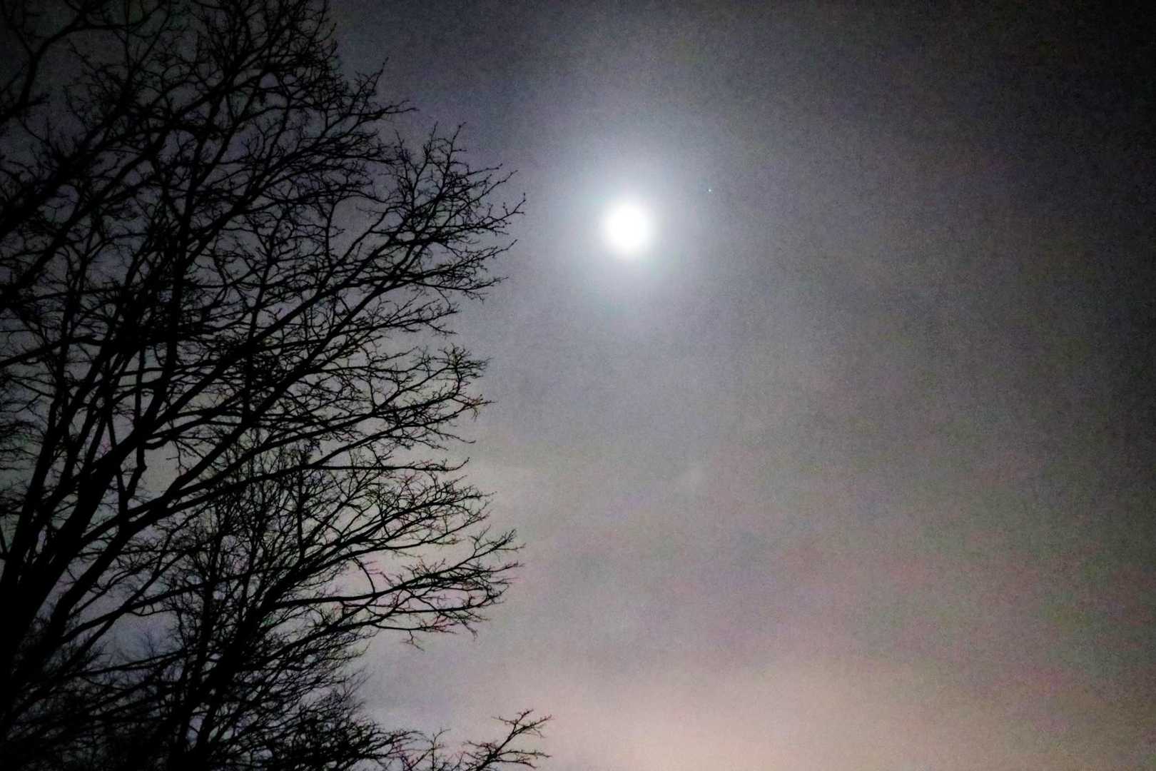 🌛明かり　樹も映えます