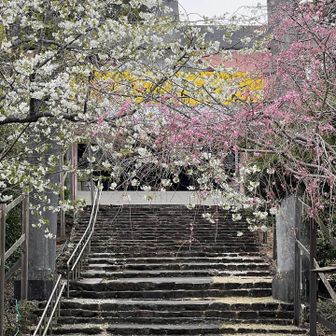 ここも桜綺麗やった🌸
