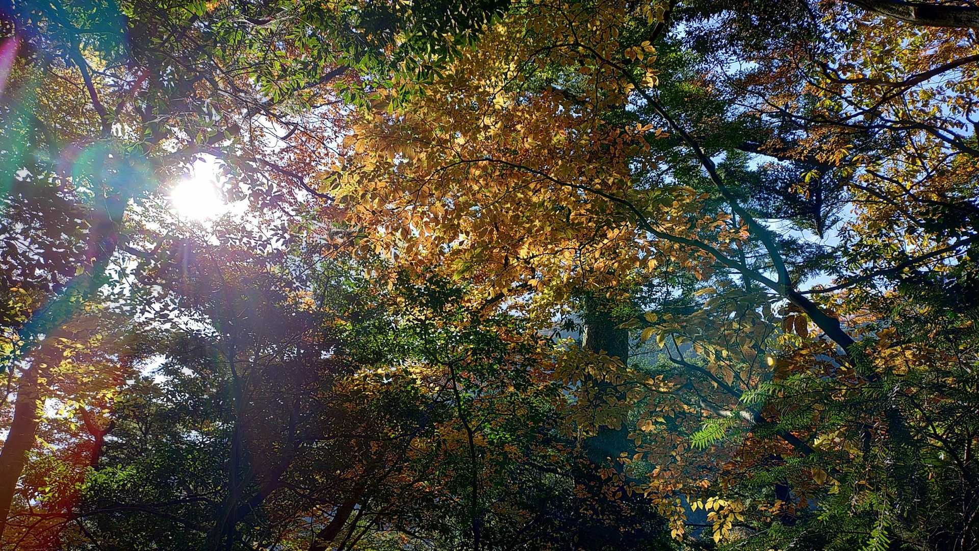 早速紅葉です、しかも今日は私１人だけの貸し切りです👍