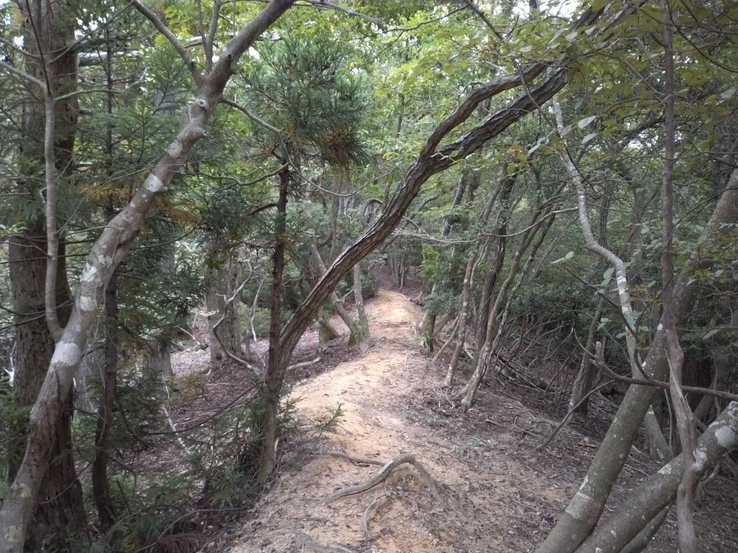 山頂方面に行きます。