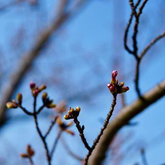 さくらは蕾でした