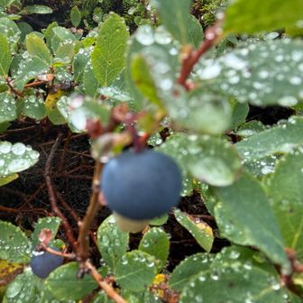 ブルーベリー🫐みたいなものを、クマが食べるらしい