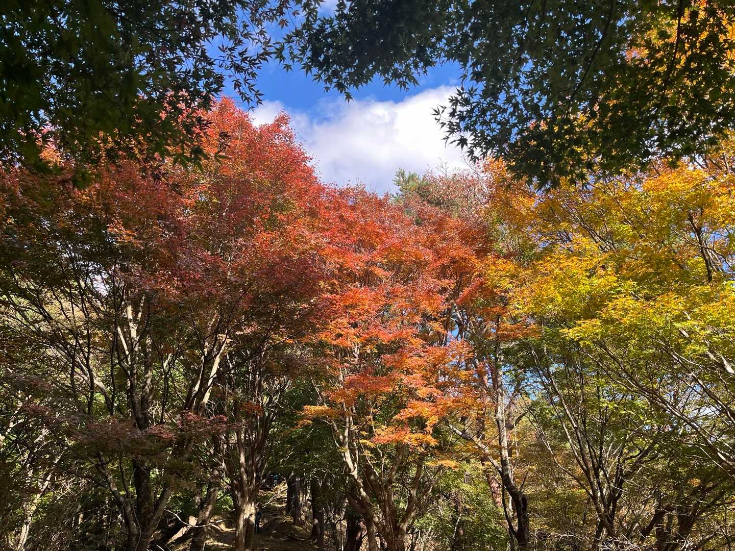 紅葉🍁