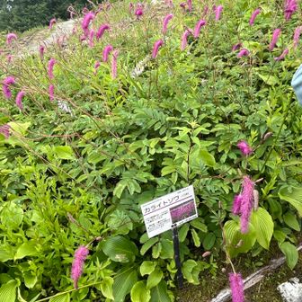 アルプス平まで降りて来ました。カライト草です。