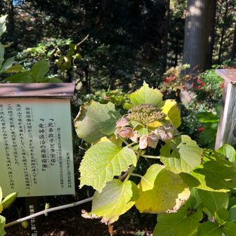 紫陽花に囲まれた説明看板！