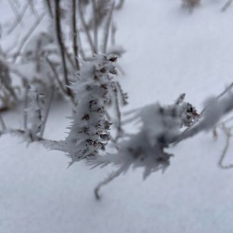 シモバシラソウ

秋に確認
この辺りいっぱい咲いていました。